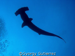 Hammerhead shark
Darwin - Galapagos by Gyorgy Gutierrez 